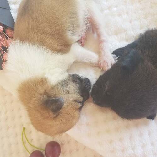 毯小毛格猫咪毛毯纯色菠萝狗狗贝加厚毯子毯毯贝宠物毯子赠品透气