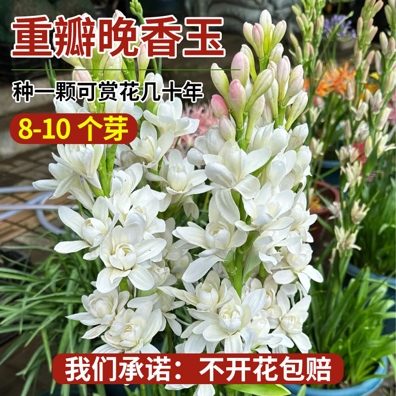 重瓣晚香玉种球盆栽夜来浓