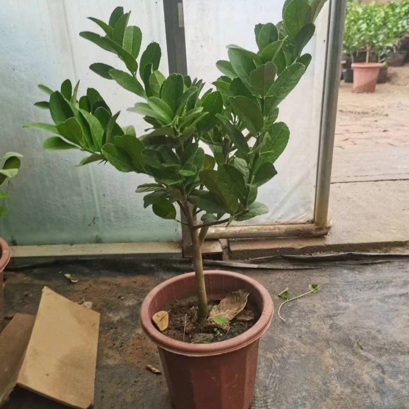 佛手柑树苗e盆栽带果可食用原土球发货盆景阳台庭院观果植物好养,收纳整理,抽气泵,淘宝优惠券,粉丝福利购,淘宝优惠卷