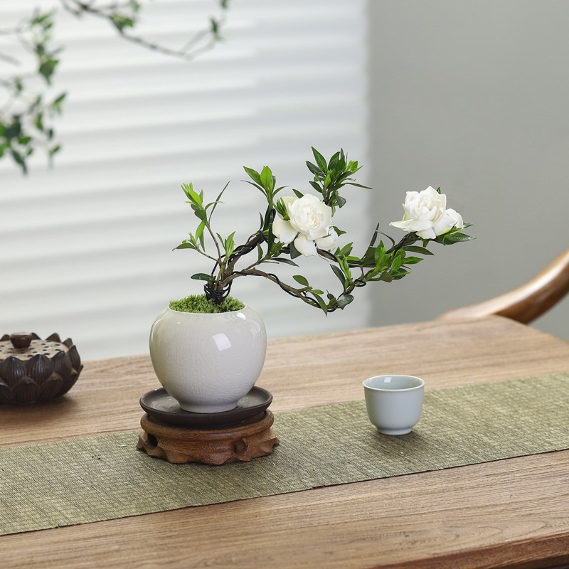 小叶栀子花盆栽植物室内四季好养花卉办公室内桌面带花苞绿植盆景