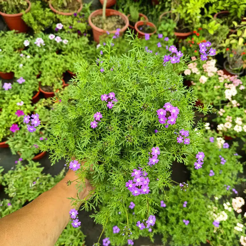 细叶美女樱多年生庭院花园宿根植物寒耐热花期长多季开花