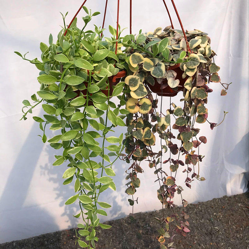 吊兰垂吊植物室内客厅盆栽爱之蔓锦多肉植物组合净化空气
