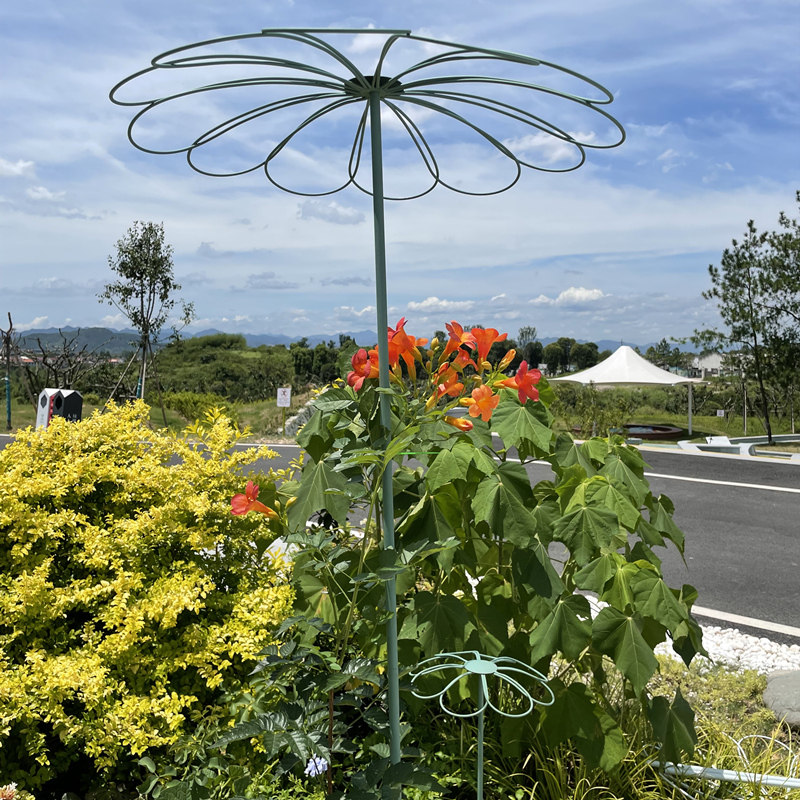 山乌龟铁线莲月季蓝雪花棒棒糖花架爬藤架植物攀爬支架支伸缩杆铁