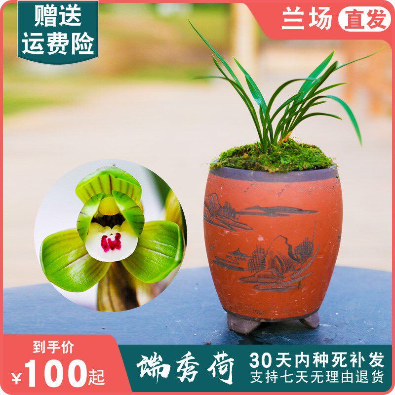 端秀荷兰花盆栽植物名贵春兰矮种兰花苗带花苞大众国兰场兰花草
