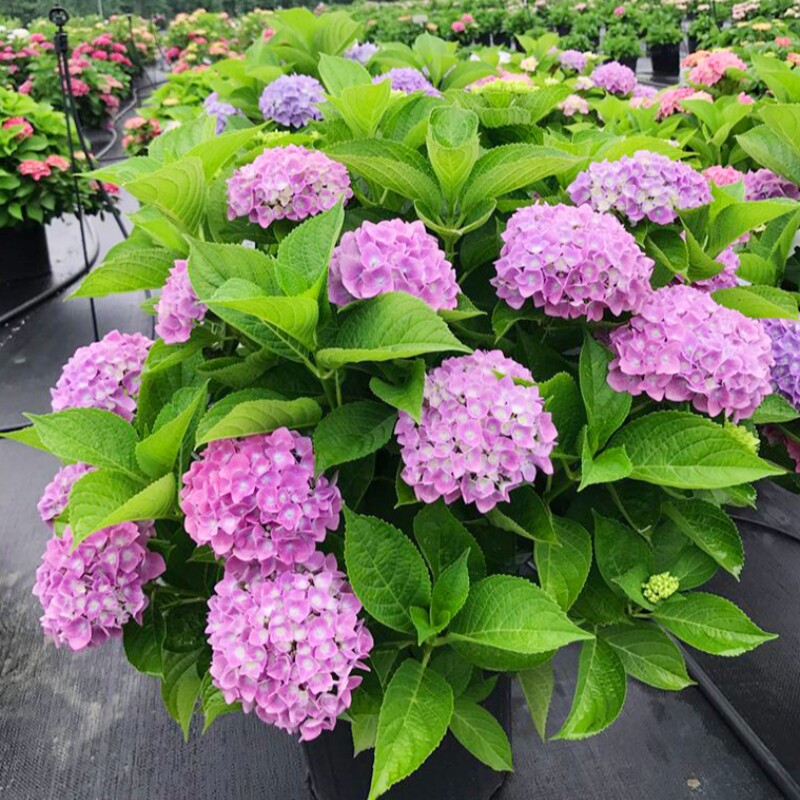 绣球花苗无尽夏盆栽花卉绿植室内阳台带花苞好养的花四季开花不断