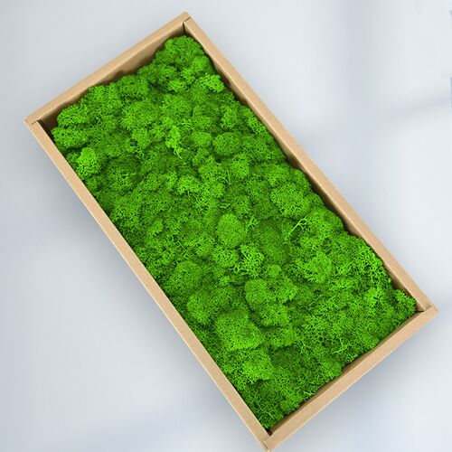A级鹿角藓永生花白发苔藓植物背景墙仿真青苔草坪装饰DIY景观材料