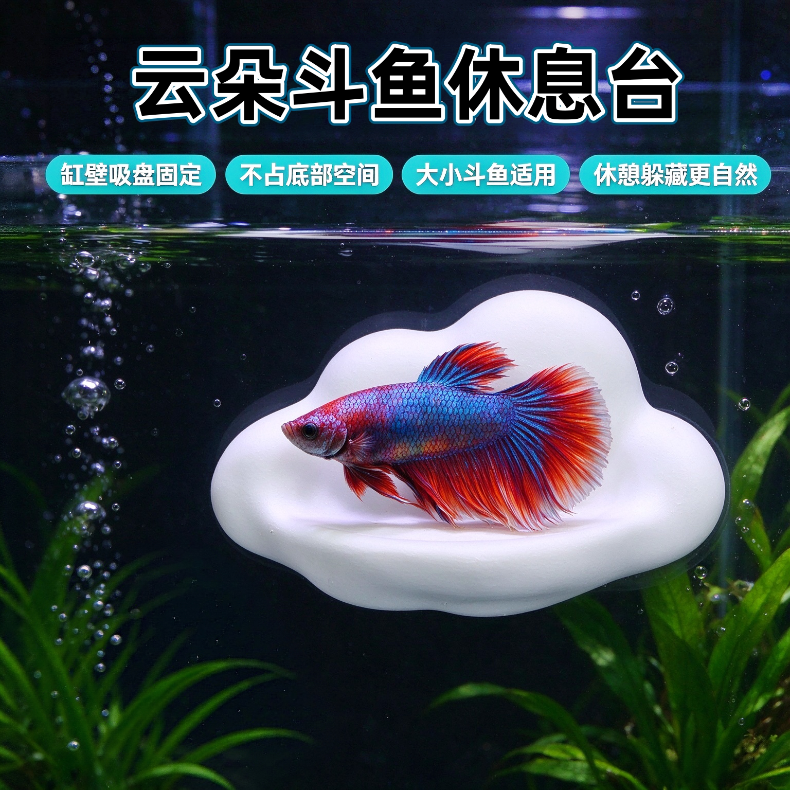 小型观赏鱼吸盘休息趴窝台