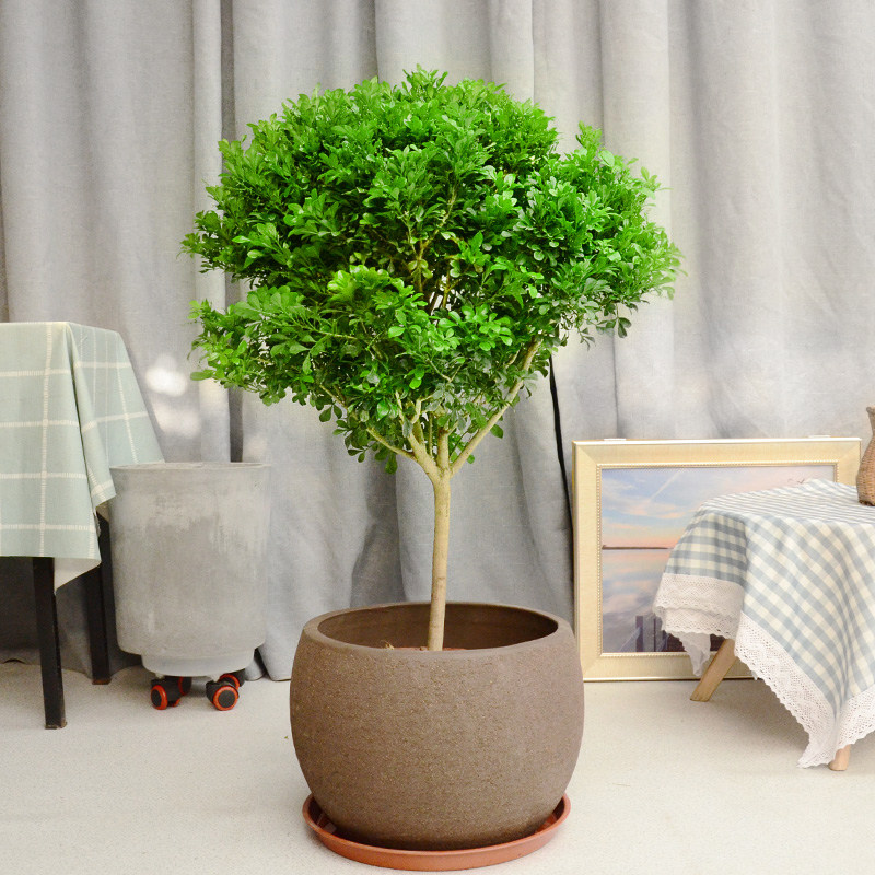 米兰 成都植物花香四溢芳香植物花卉盆栽大小规格养护简单