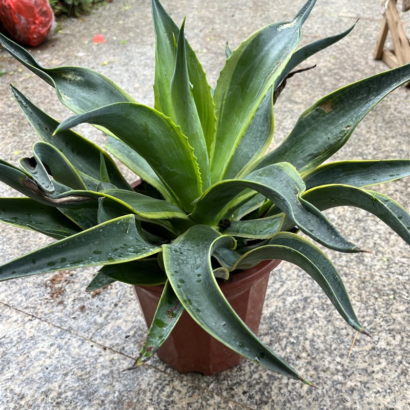 绿植盆栽花卉植物四季常青天然植物花卉龙舌兰