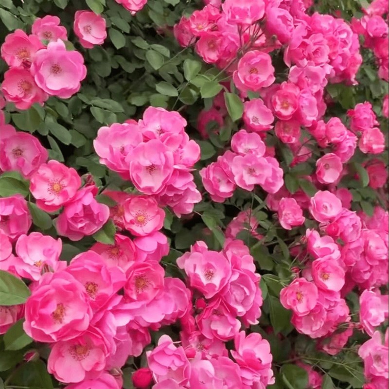 安吉拉1.4到1.5米左右土球大爬藤月季蔷薇花苗中花四季开花庭院藤