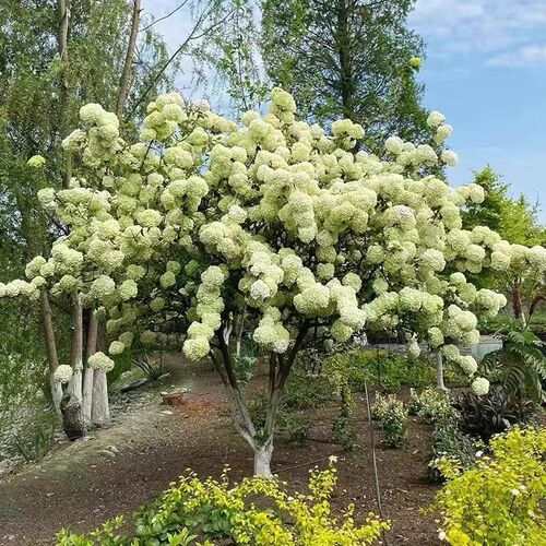 别墅庭院木本绣球花苗中华斗绣球树苗盆栽地栽植物楼顶阳台好养活