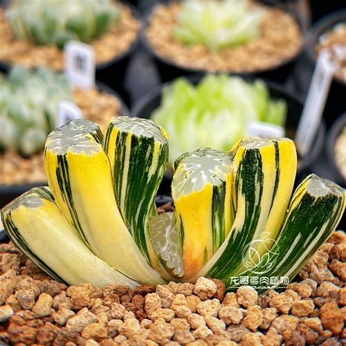 北斋玉扇锦  玉露十二卷多肉植物 名品大窗浓纹稀有绿植 一物一拍