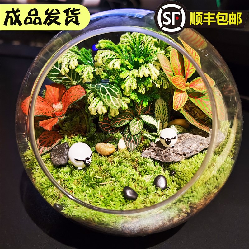 微景观生态瓶套装缸盆景玻璃苔藓创意植物造景幼儿园材料室内桌面