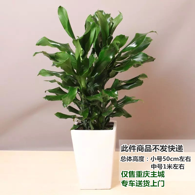 螺纹铁卷叶铁室内大型盆栽植物净化空气防辐射盆景办公室绿植同城