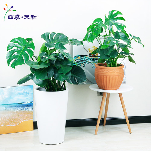 大型大型绿植龟背竹绿植盆景花卉其他防辐射盆前台植物客厅盆栽