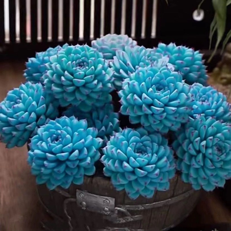 多肉植物 蓝姬莲大群多头 带盆栽好高级美观易养殖