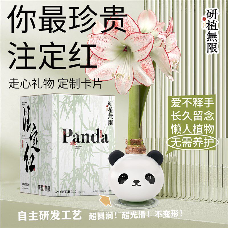 研植无限毕加索腊封朱顶红蜡球熊猫礼盒无水土懒人植物520送女友