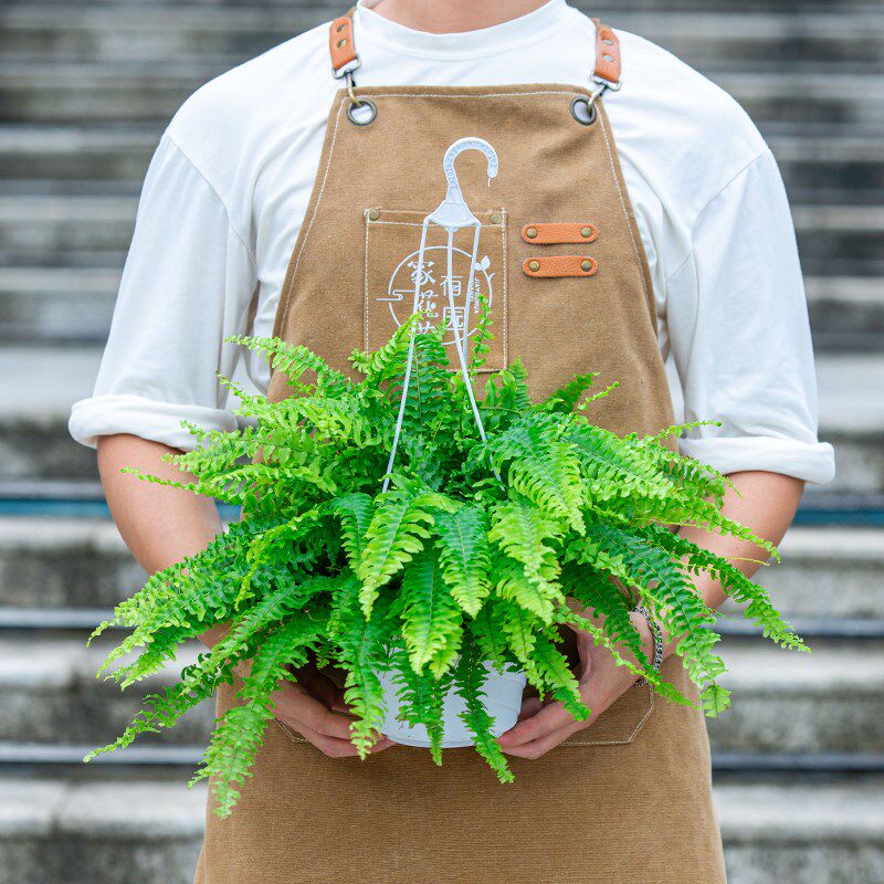 波斯顿蕨吊兰盆栽室内阳台盆栽好养易活植物藤蔓爬藤垂吊花卉绿植