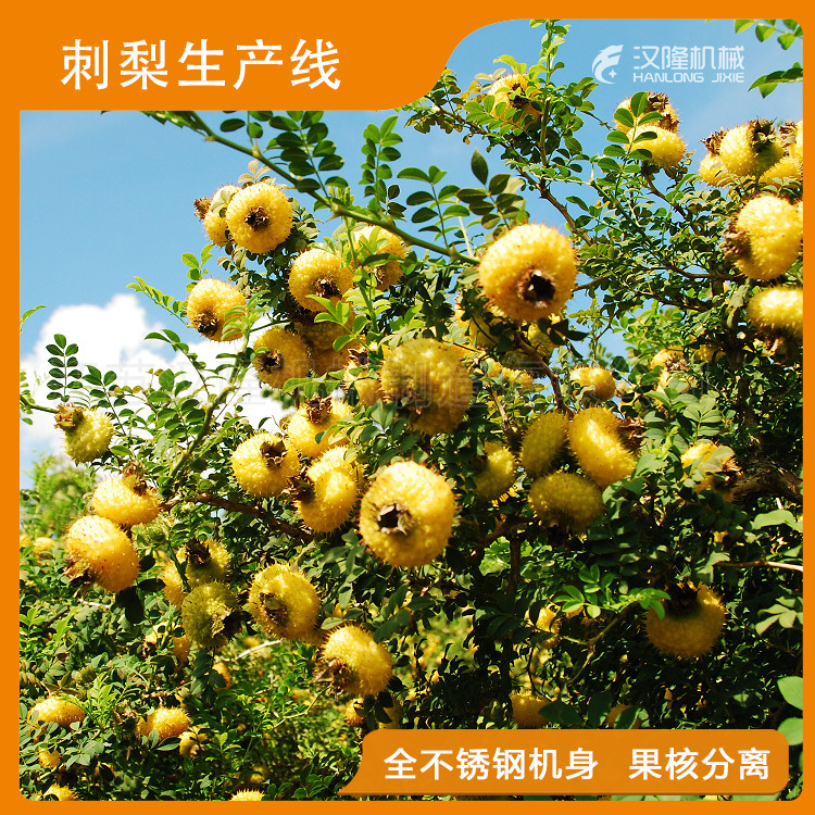 刺梨榨汁生产线 刺梨原浆饮料加工生产线 刺梨汁浓缩设备