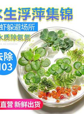 浮萍水草鱼缸浮性水生植物圆心萍槐叶萍珊瑚小芝麻萍一叶莲黄花菱
