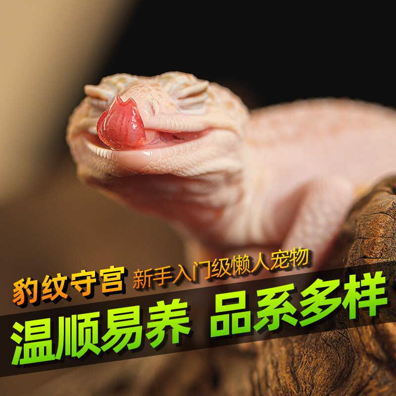 豹纹守宫蜥蜴宠物苗子小火龙幼体入门级爬宠活物爬虫新手好养另类