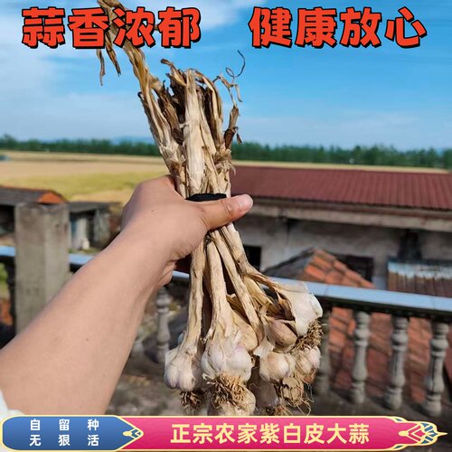2026新蒜正宗土蒜农家自种紫白皮大蒜自留种蒜种子无狠活健康包邮