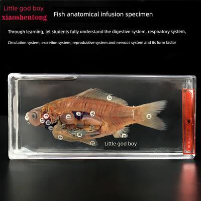 《鱼解剖浸入式标本》J43001初高中生物解剖实验设备教学仪器