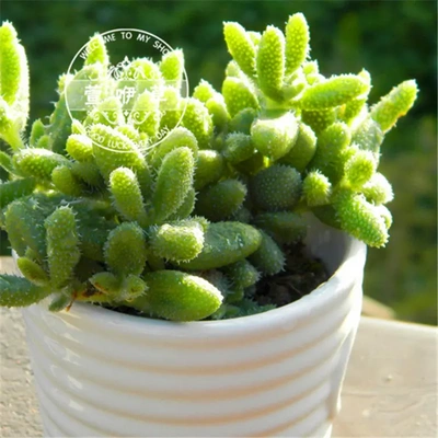 植物雷童子雷同桌面小仙人掌室内