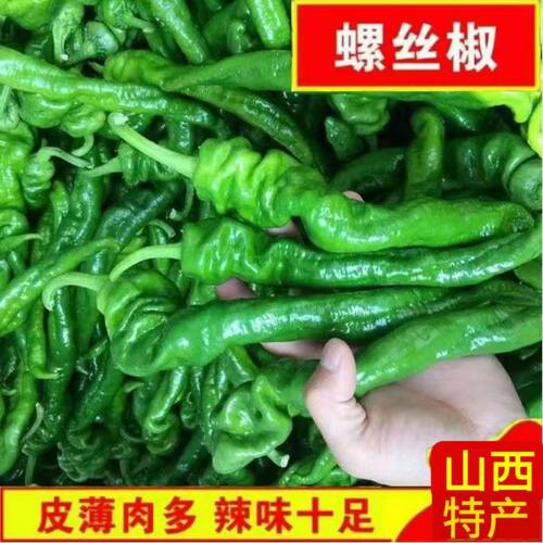 薄皮螺丝椒特辣辣椒新鲜蔬菜香辣微辣青椒农家自种超辣螺旋椒包邮