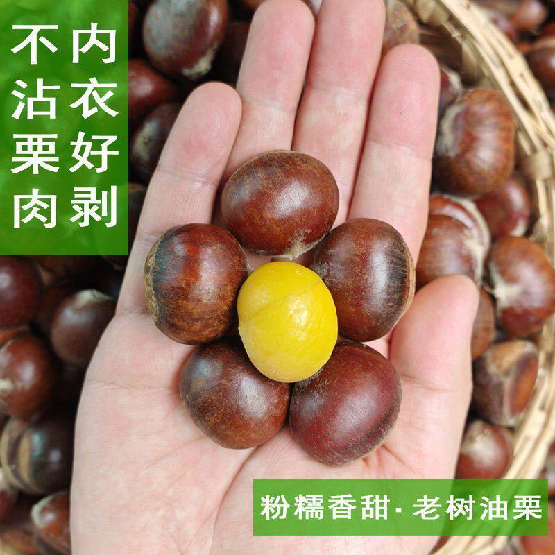 新鲜罗田嫩板栗大别山板栗特产带壳板栗生栗子去刺球油栗