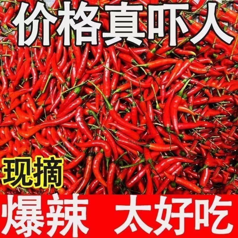 特辣现摘蔬菜小米辣鲜椒泡椒新鲜巨辣魔鬼辣椒红辣椒朝天椒批发