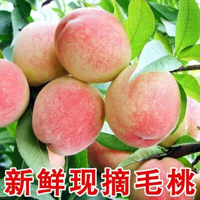 高山新鲜现摘毛桃正宗水蜜桃脆甜应季水果桃子孕妇当季脆桃甜软
