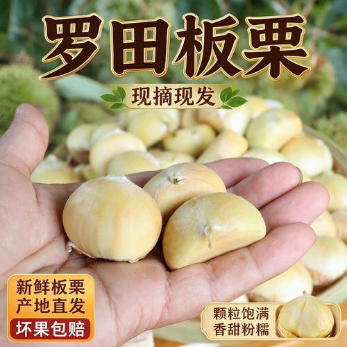 新鲜罗田嫩板栗大别山板栗特产带壳板栗生栗子去刺球油栗