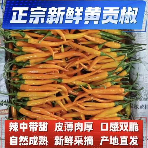 新鲜现摘黄辣椒超辣特辣黄小米辣黄皮椒香辣特辣黄辣椒特辣王