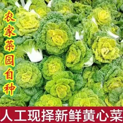 河南新鲜霜冻黄心菜农家乌塌菜菊花心菜黑心乌塌菜非白菜青菜生菜
