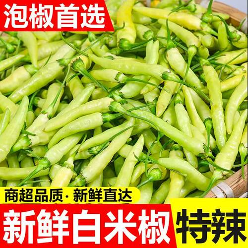 新鲜野山椒特辣小米辣椒现摘白泡椒剁椒尖椒魔鬼朝天椒白米椒现货