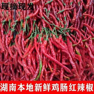 湖南特产鸡肠红辣椒超长薄皮农家自种红辣椒现摘现发