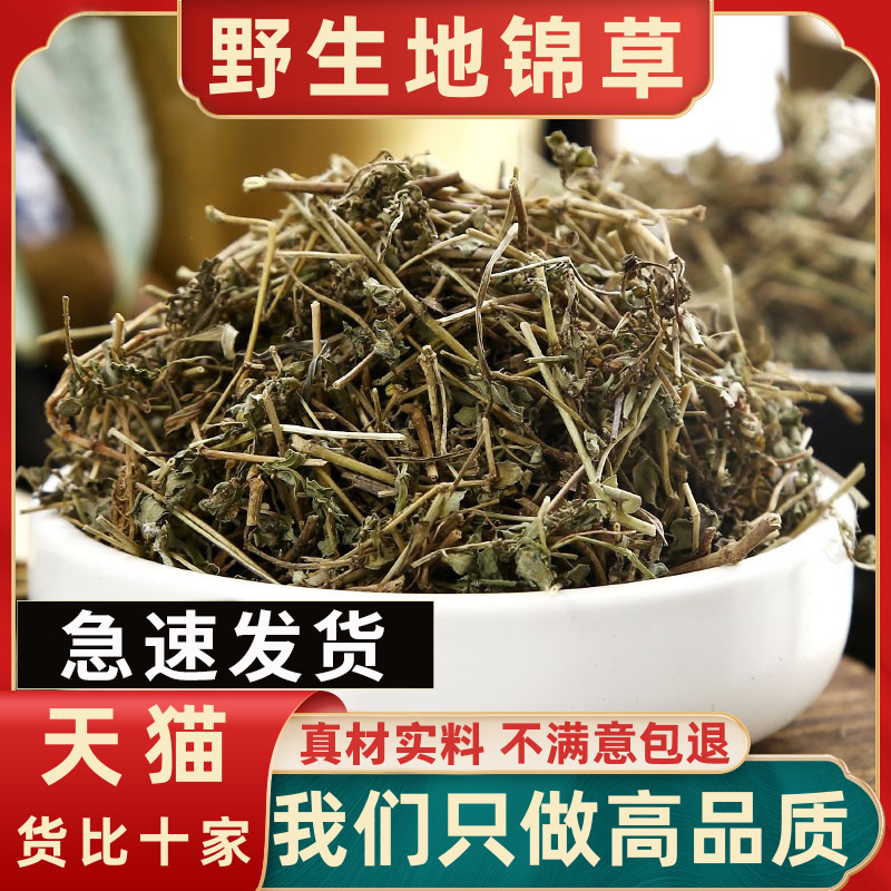 野生地锦草中药材的功效