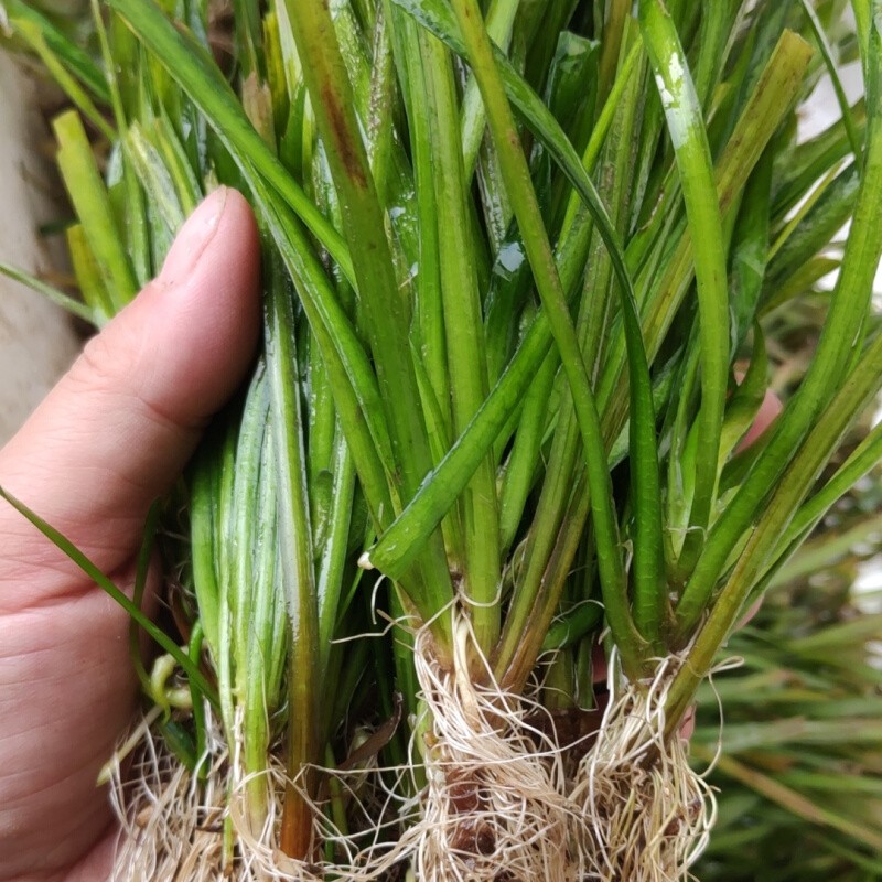 矮生苦草真水草淡水植物虾蟹鱼缸造景水族箱中后景装饰四季常青