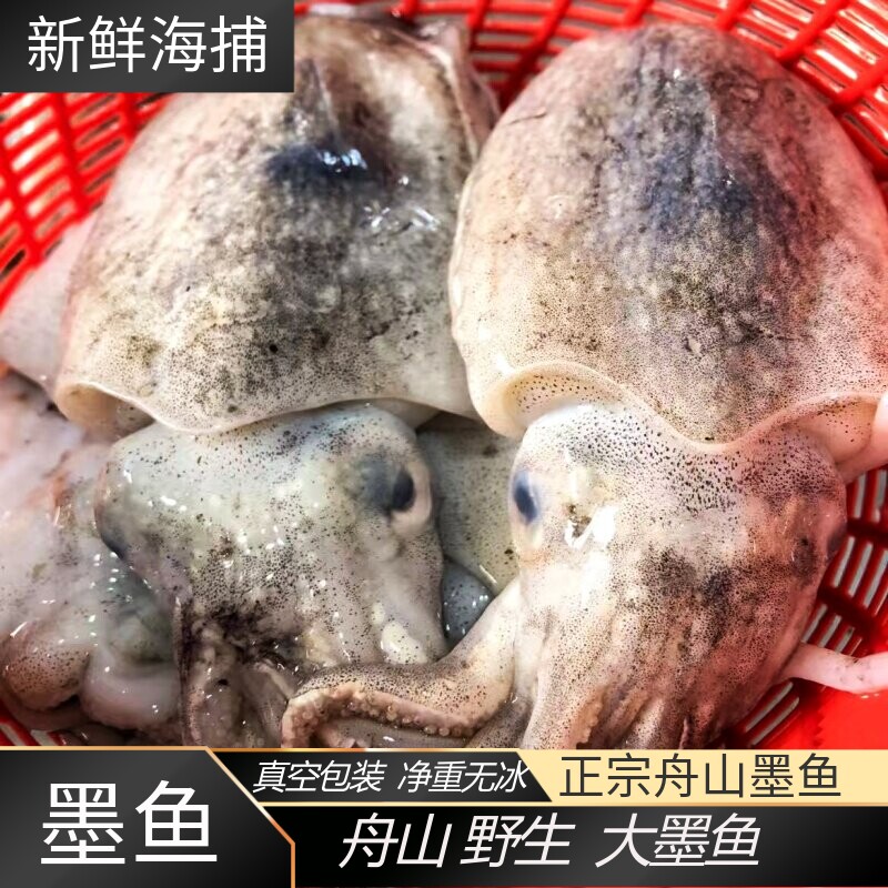 舟山海捕冷冻新鲜大号墨鱼