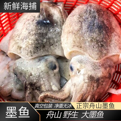 舟山海捕冷冻新鲜大号墨鱼