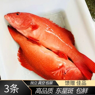 东星斑深海石斑鱼鲜活速冻燕尾斑野化东星斑舟山海产