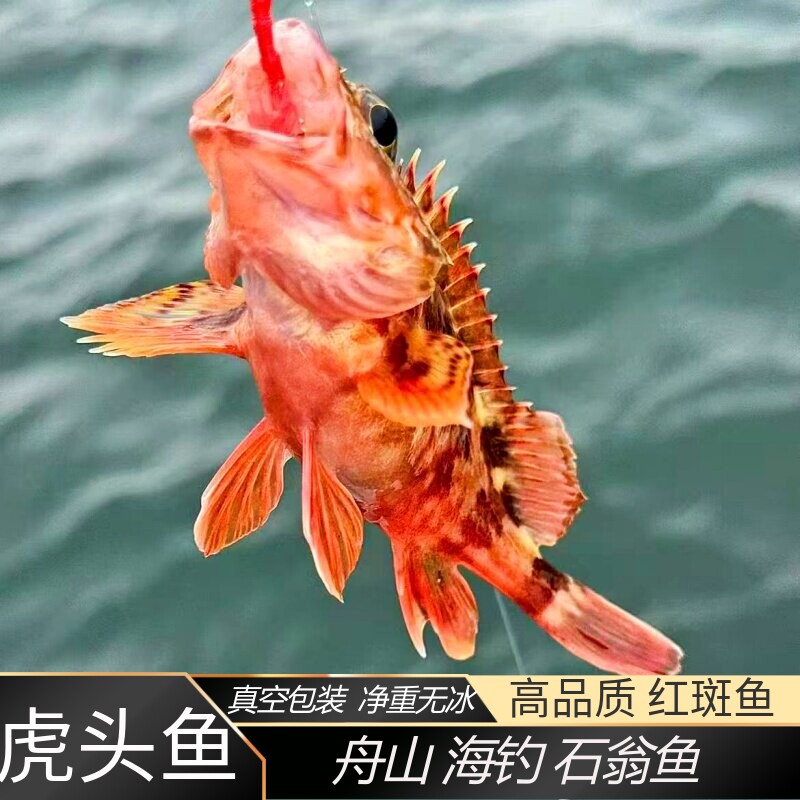 舟山新鲜虎头鱼 石翁鱼 石九公红石斑鱼 煲汤鱼