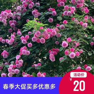 无刺月季花爬藤蔷薇花苗十姐妹浓香群舞多头爬墙粉团蔷.薇庭院花