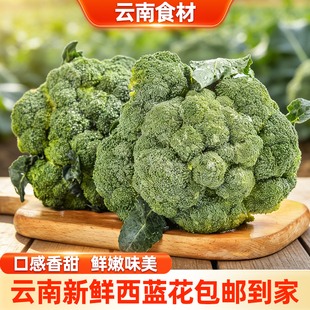 滇鲜生云南本地农家现摘新鲜西兰花新鲜蔬菜脆嫩新鲜西兰花
