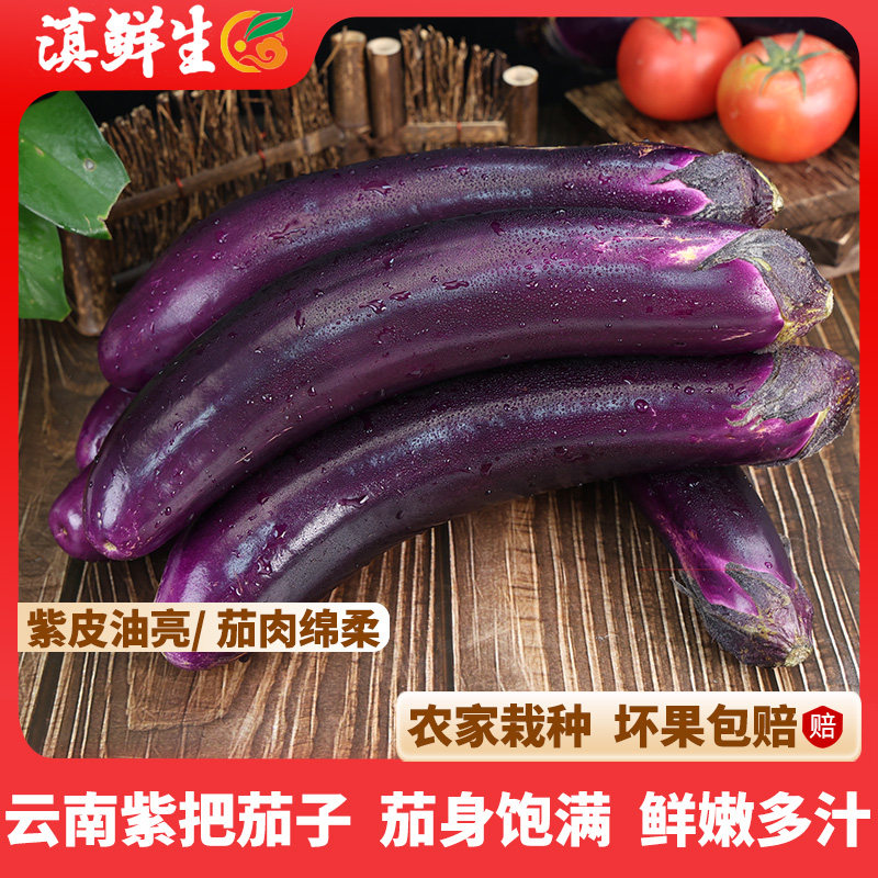 滇鲜生云南新鲜采摘紫长茄当季农家茄子新鲜蔬菜自种紫把茄子