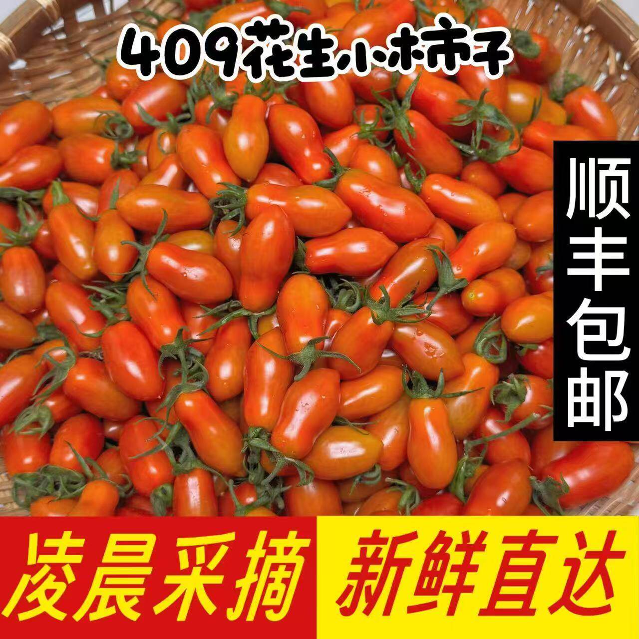 顺丰包邮东北409花生小柿子新鲜小番茄孕妇小圣女果非千禧圣女果