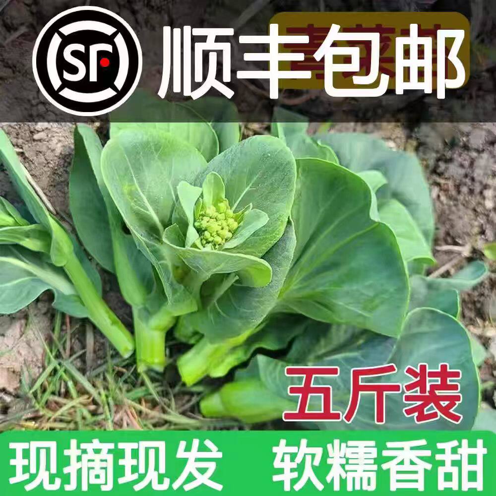 新鲜青菜苔现摘 菜心 甜糯嫩 菜心绿色新鲜蔬菜1/3/5顺丰到家
