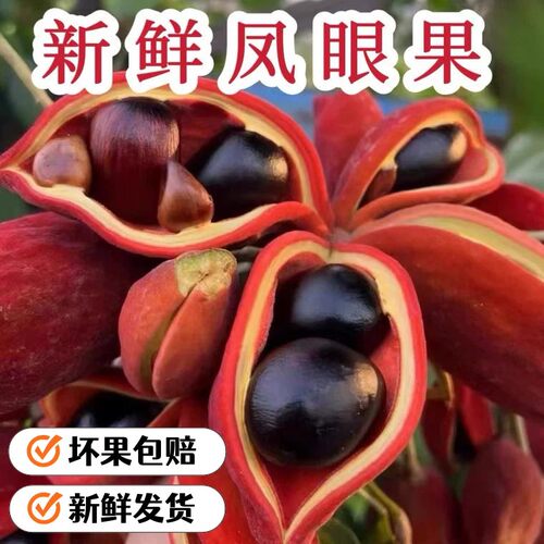 新鲜凤眼果当季现摘老树大果正宗九层皮萍婆六旺果富贵子带皮包邮