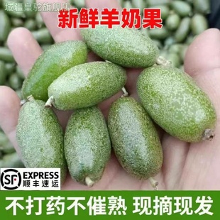 【顺丰】羊奶果鲜果新鲜当季云南特产纯酸应季时令罕见的孕妇水果